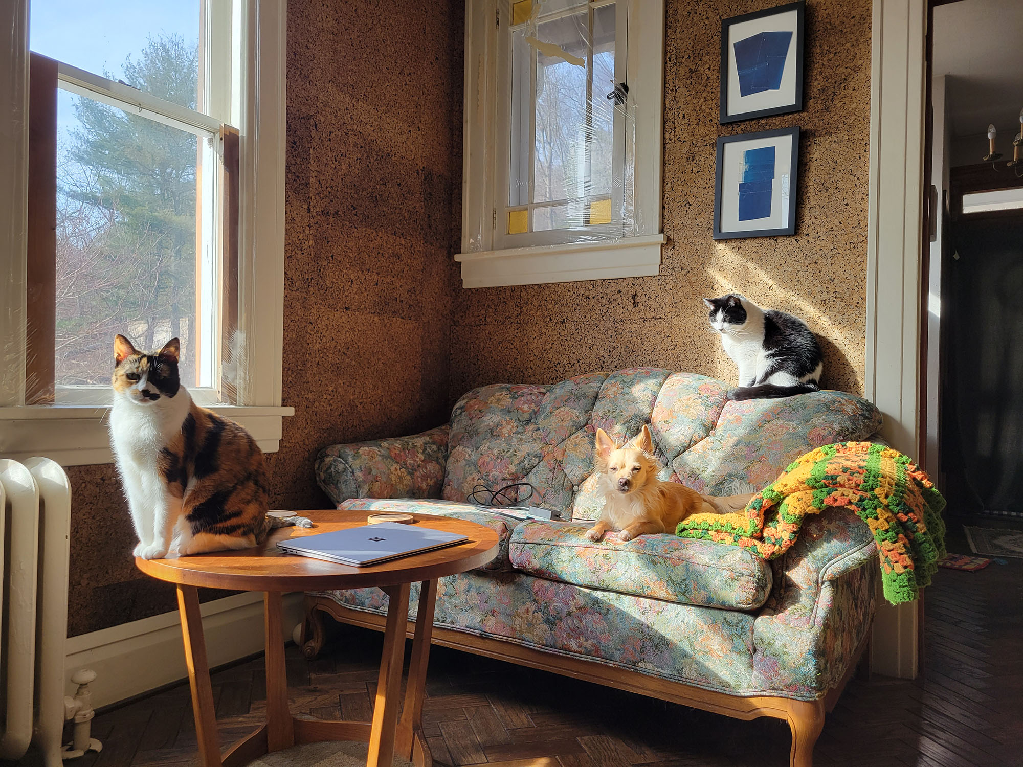 Group pet portrait of cat Lola, dog Jack, and cat Dom, sitting on a table and couch in a beam of sunlight.